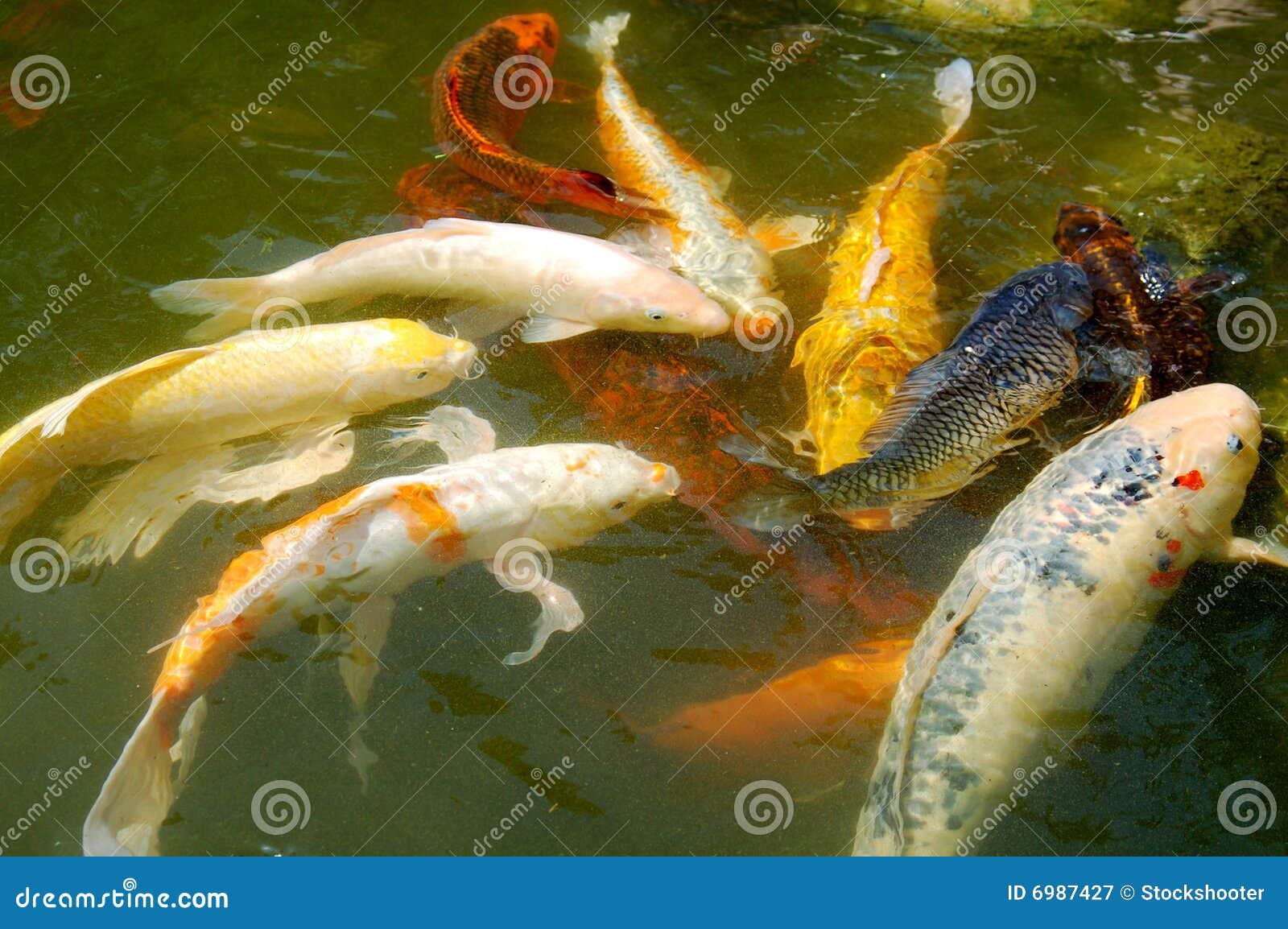 Koi Fischt Schwimmen Im Teich Stockbild Bild von nahaufnahme, farbe
