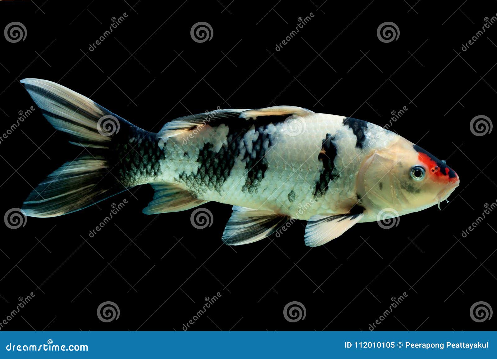 Koi Fish On Black Background. Stock Image Image of fish, fauna 112010105