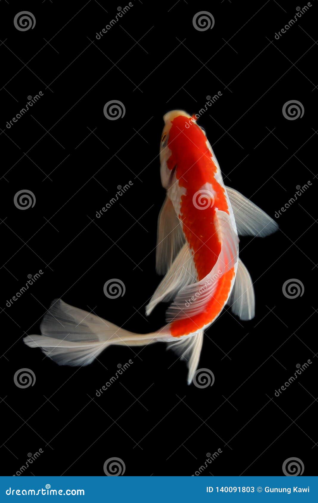 Koi fish Black background stock image. Image of fish