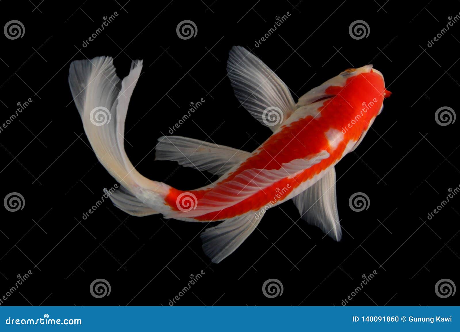 Koi fish Black background stock photo. Image of carp