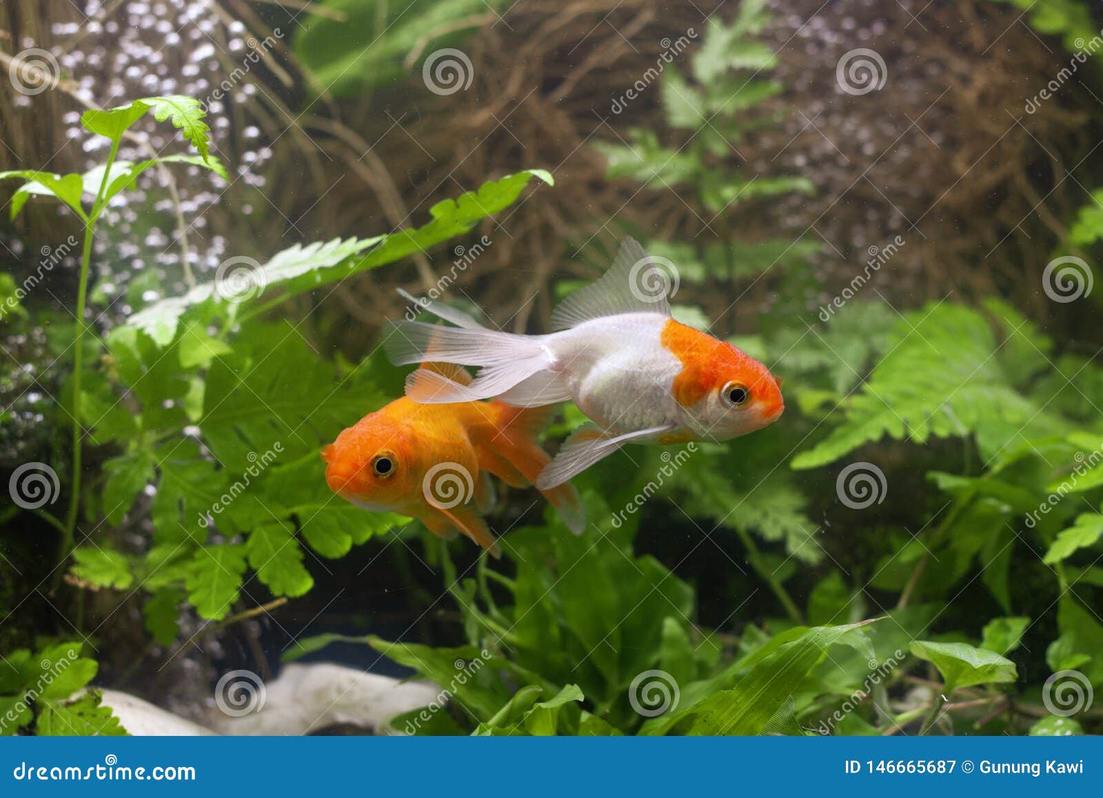 Gold Koi Fish Isolated on Black Background. Stock Image - Image of
