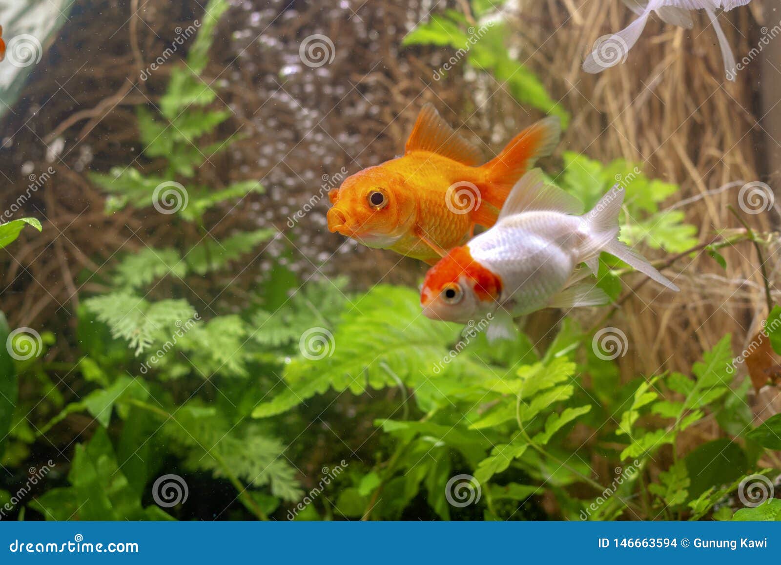 Gold Koi Fish on Black Background. Stock Photo - Image of background