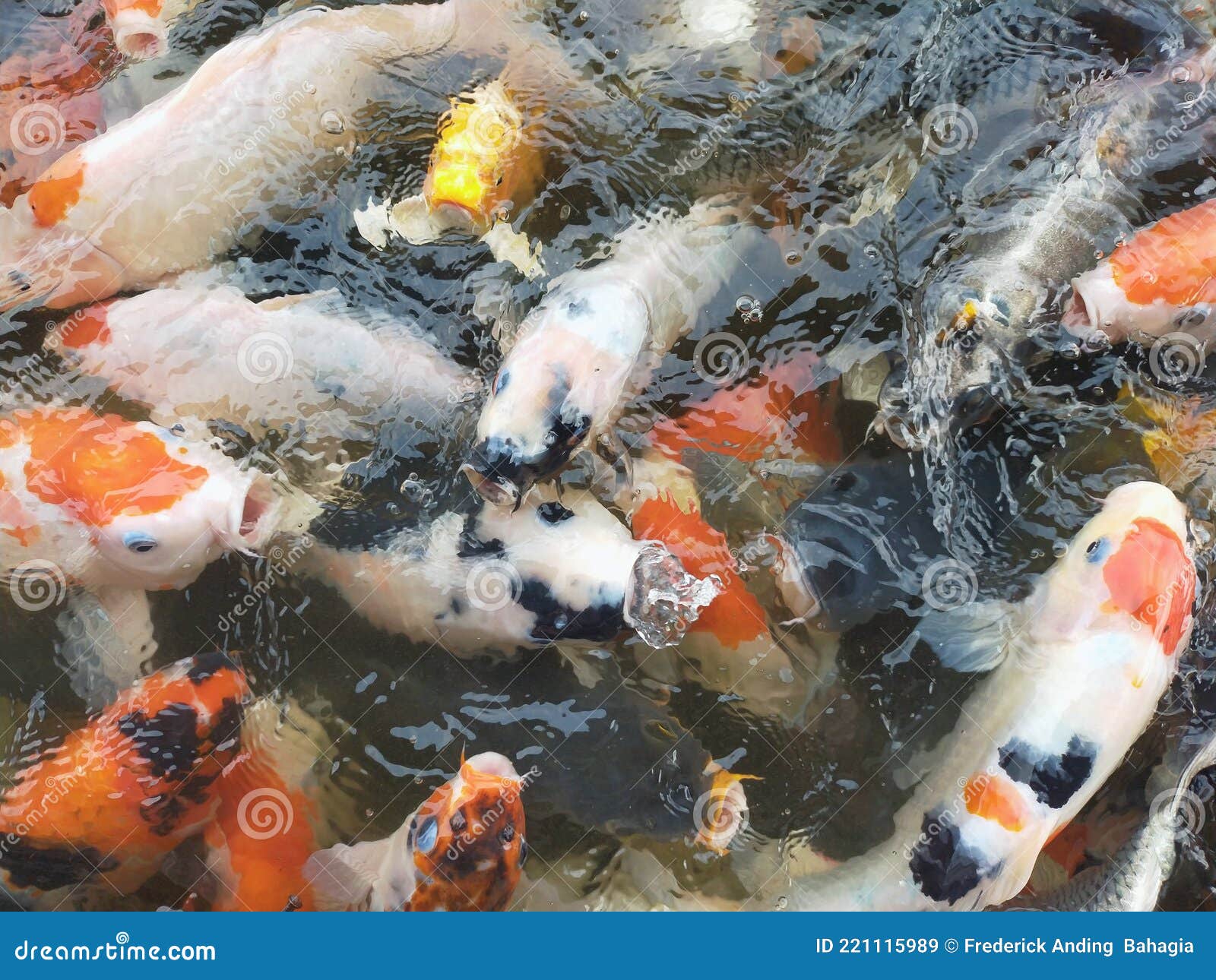 Koi fish eating time stock image. Image of pool, fish 221115989