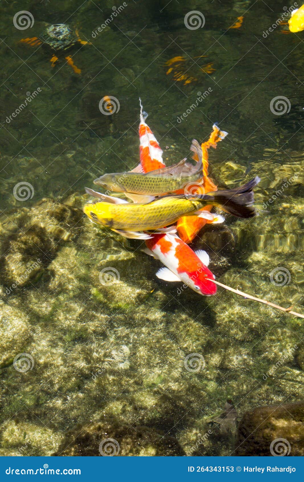 Koi Fish Float in an Artificial Pond, View from Above Stock Image