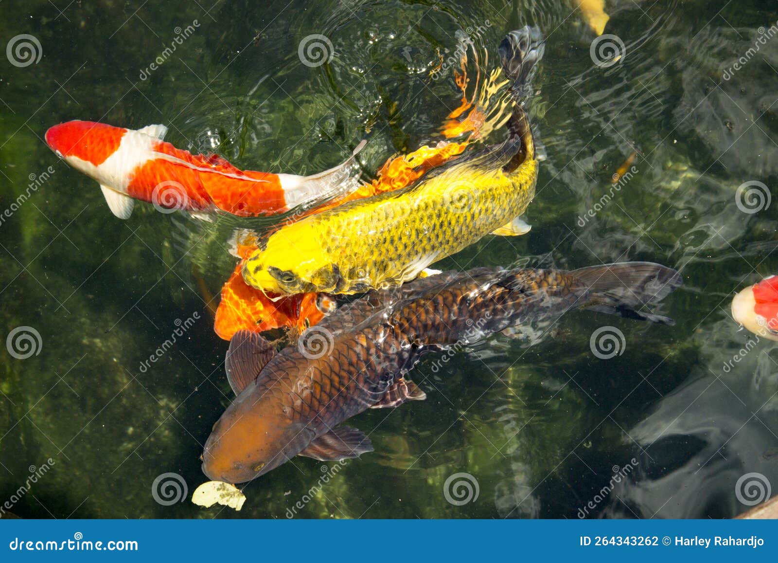 Koi Fish Float in an Artificial Pond, View from Above Stock Photo