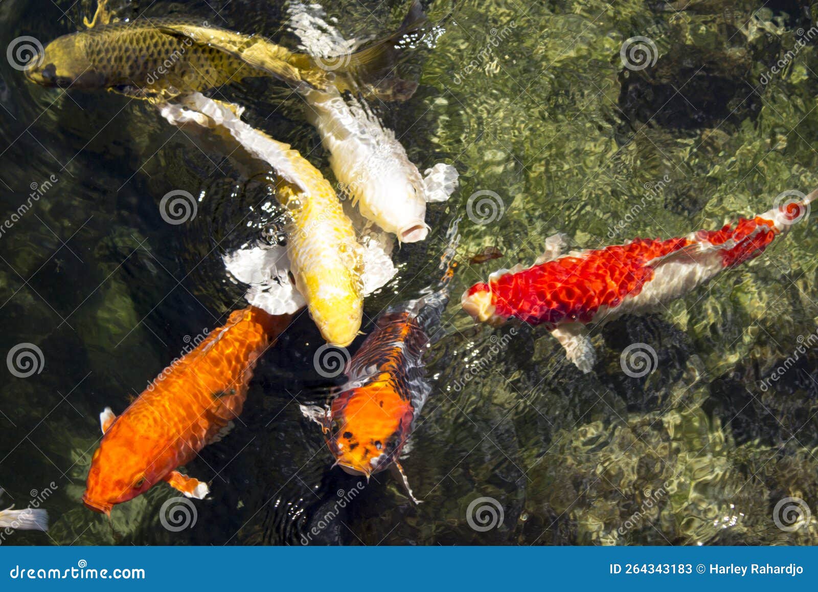 Koi Fish Float in an Artificial Pond, View from Above Stock Image