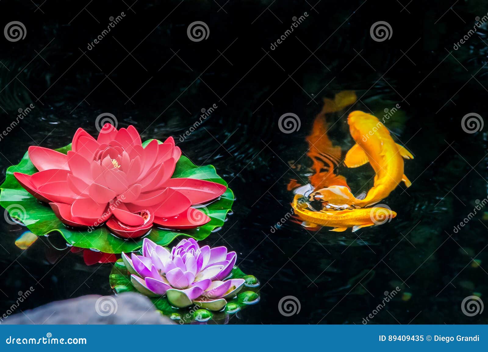 Koi Fish and Flowers on a Pond Shanghai, China Stock Image Image of pattern, flowers 89409435