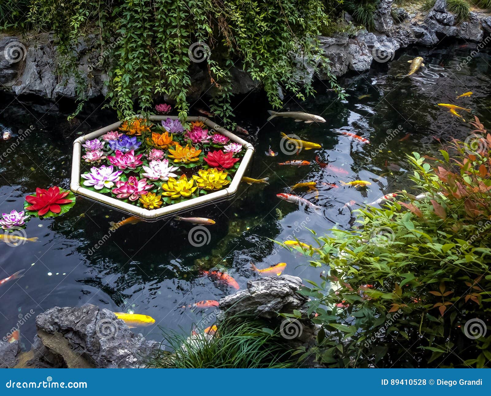 Koi Fish and Flowers in a Pond Shanghai, China Stock Photo Image of background, flowers
