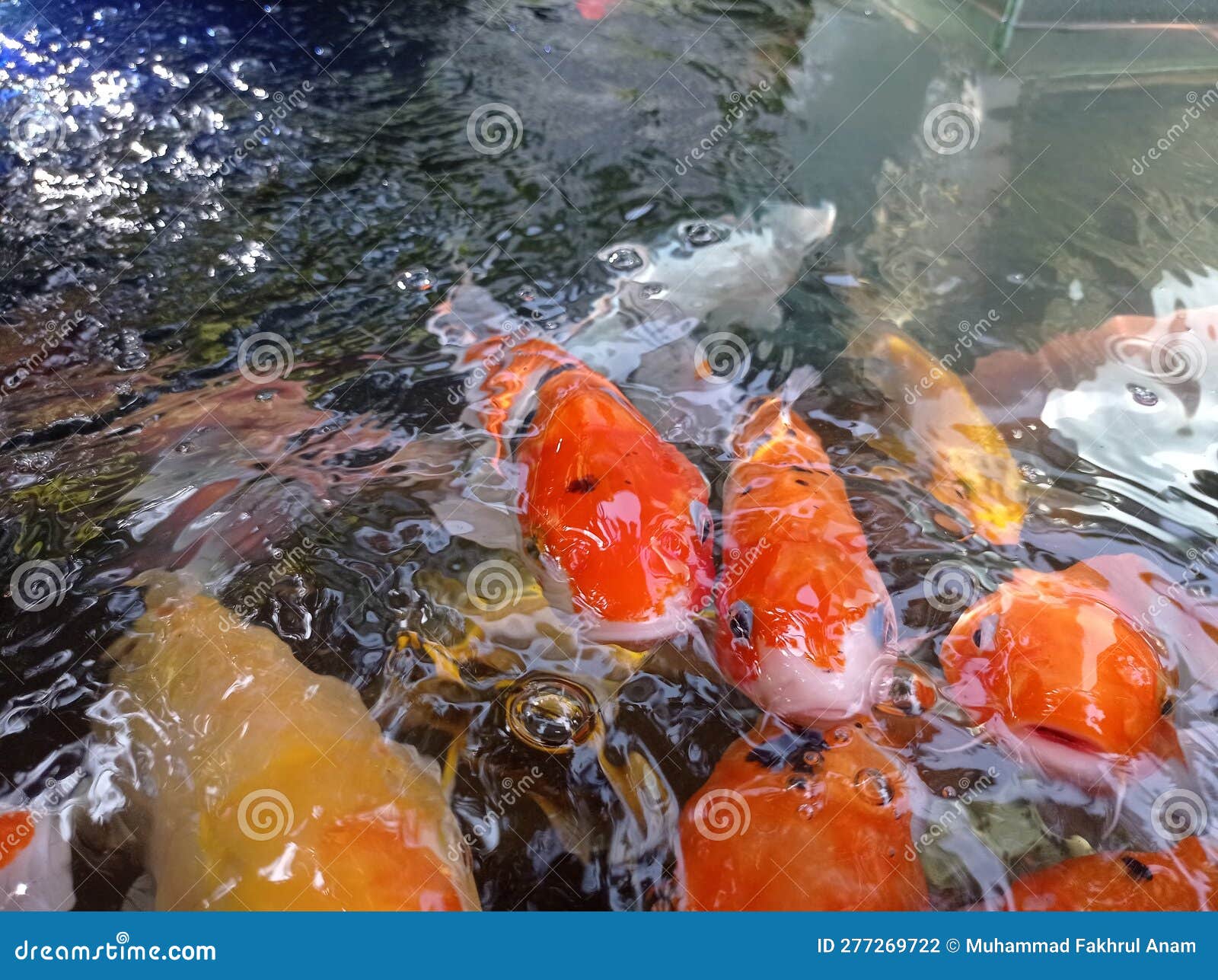 Koi Fish and Goldfish in the Pond Stock Photo Image of lake, asia
