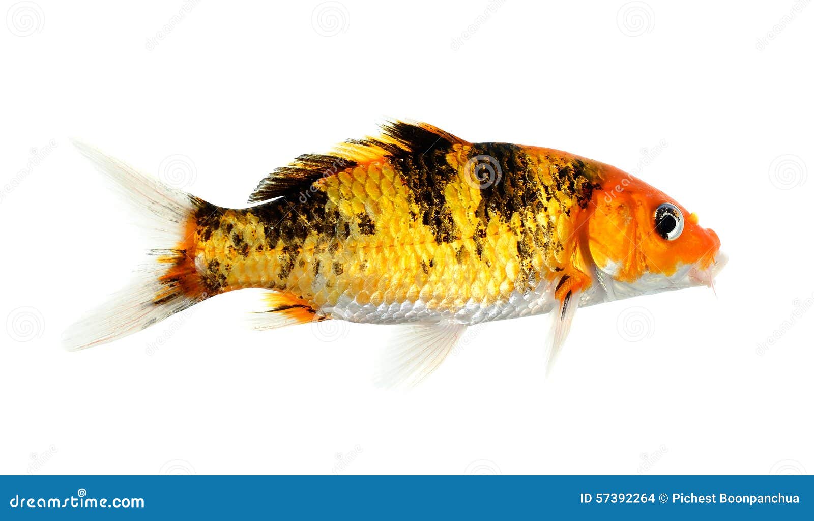 Koi Fish Isolated On The White Background Stock Photo Image of