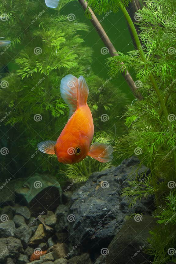 Koi Fish Japanese Background Bringen Wasser Mit Pflanzen Stockbild