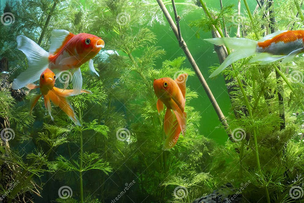 Koi Fish Japanese Background Bringen Wasser Mit Pflanzen Stockfoto