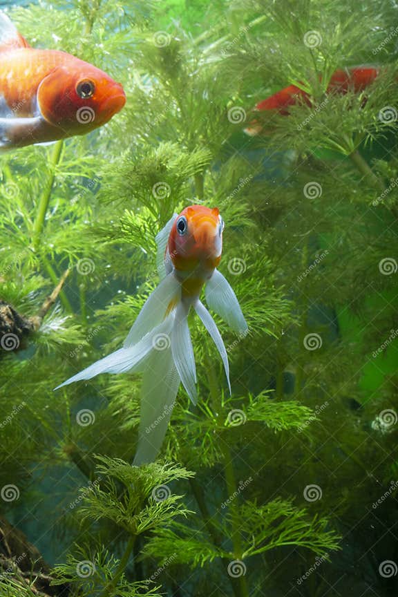 Koi Fish Japanese Background Bringen Wasser Mit Pflanzen Stockbild