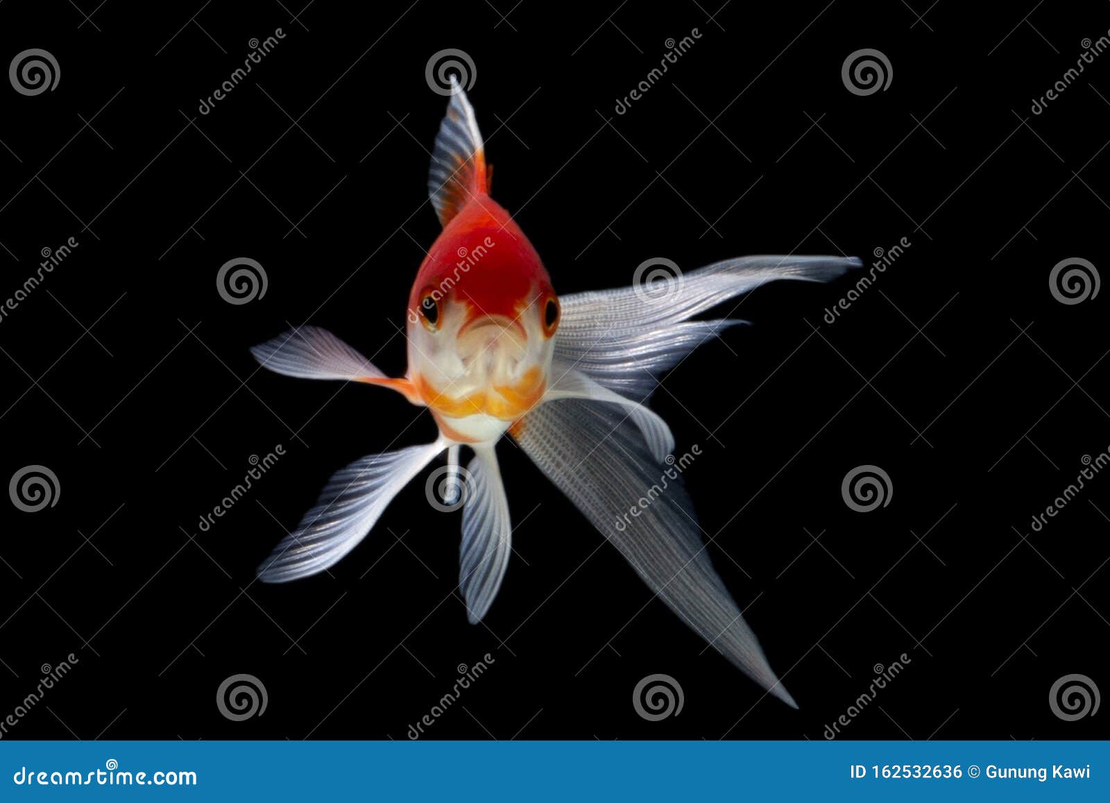 Koi Fish Japanese Der Schwarze Hintergrund Der Dreharbeiten Sieht Vorne