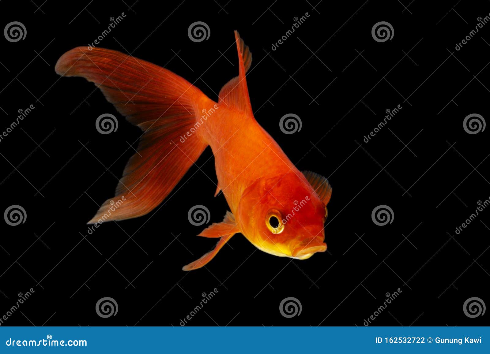 Koi Fish Japanese Der Schwarze Hintergrund Der Dreharbeiten Sieht Vorne