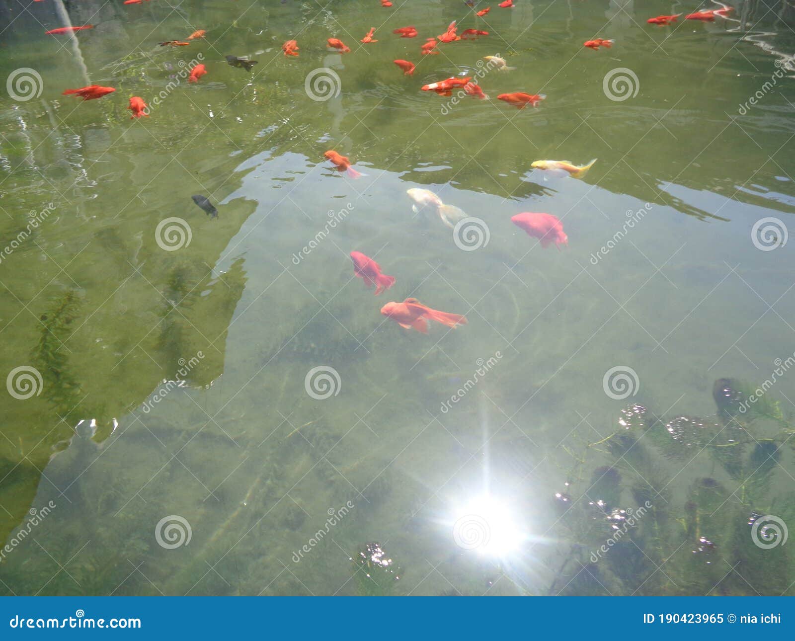 Koi fish on the pond stock image. Image of sunlight 190423965