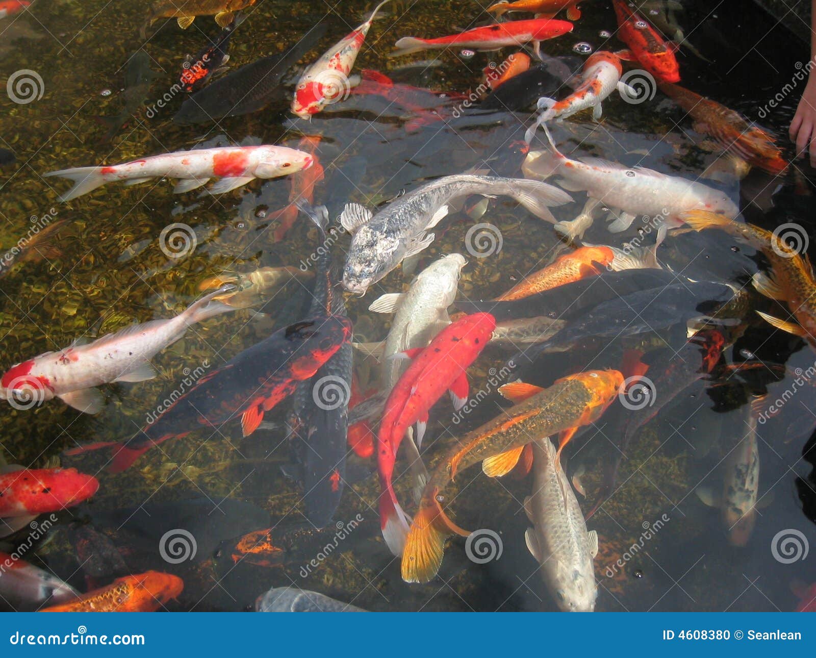 Koi Fish in Pond stock photo. Image of swimming, fish 4608380
