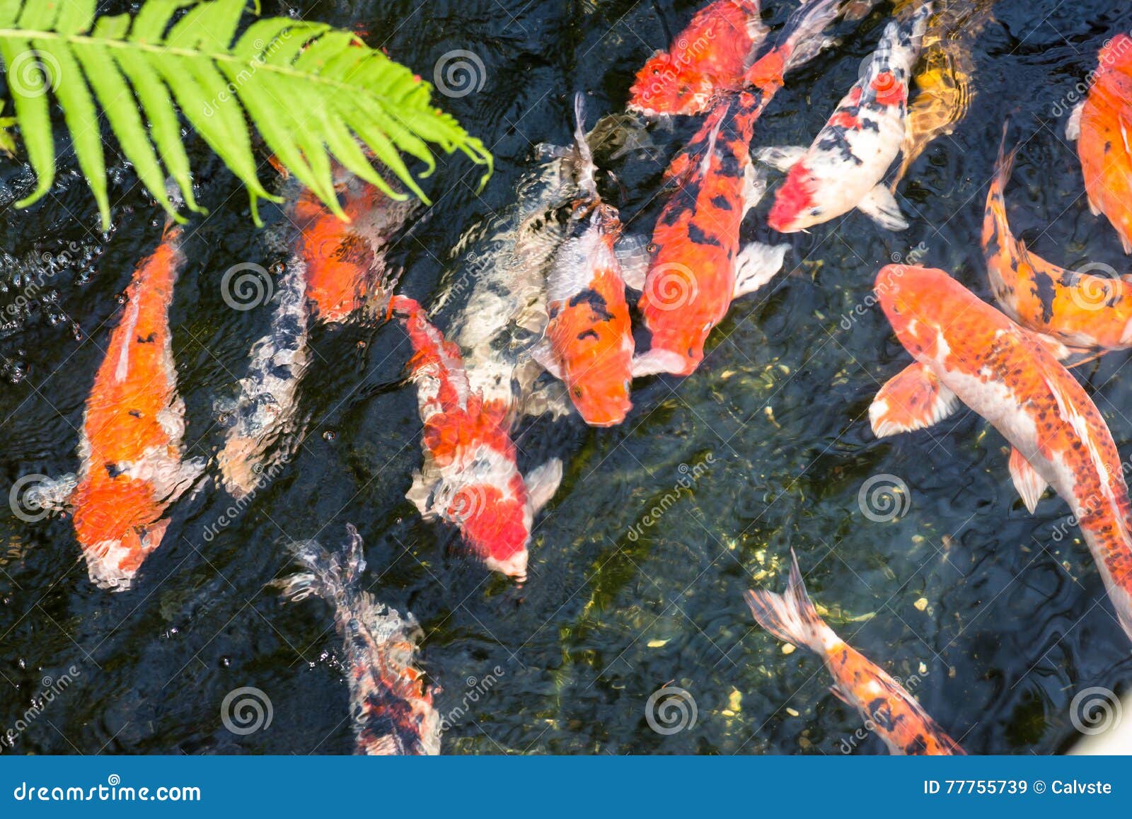 Koi Fish in a Pond on a Sunny Day Stock Image Image of color, asia