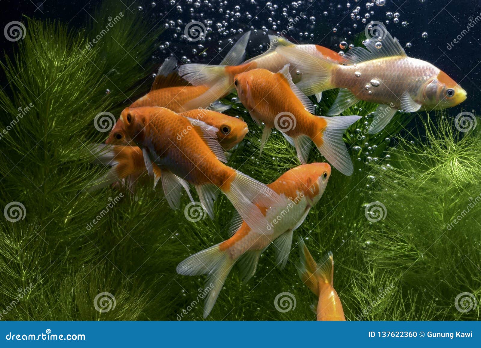 Ikan Koi Atau Secara Spesifiknya Koi Berasal Dari Bahasa ...