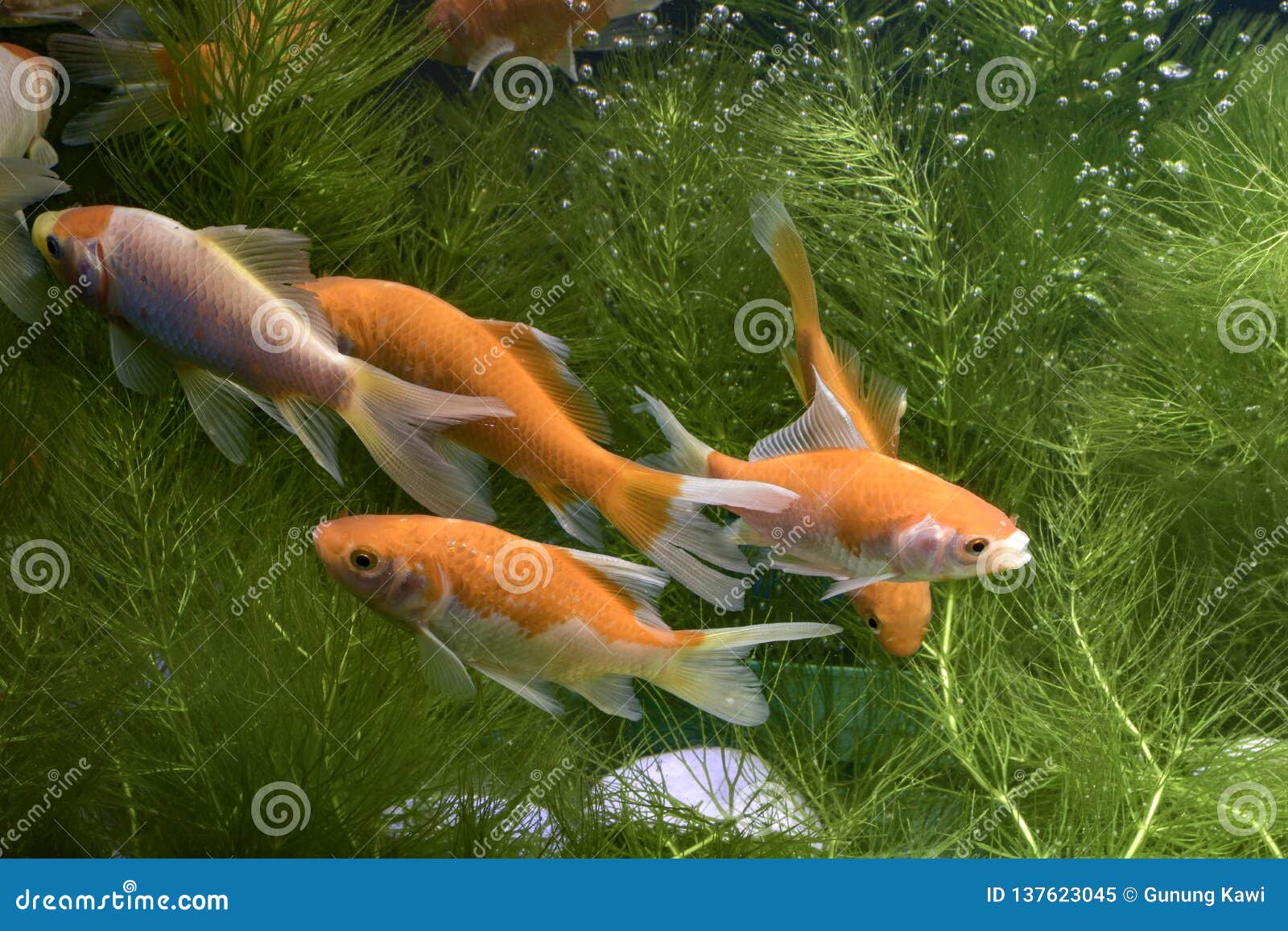 ikan koi atau secara spesifiknya koi berasal dari bahasa jepang yang berarti ikan karper. lebih spesifik lagi merujuk pada nishiki