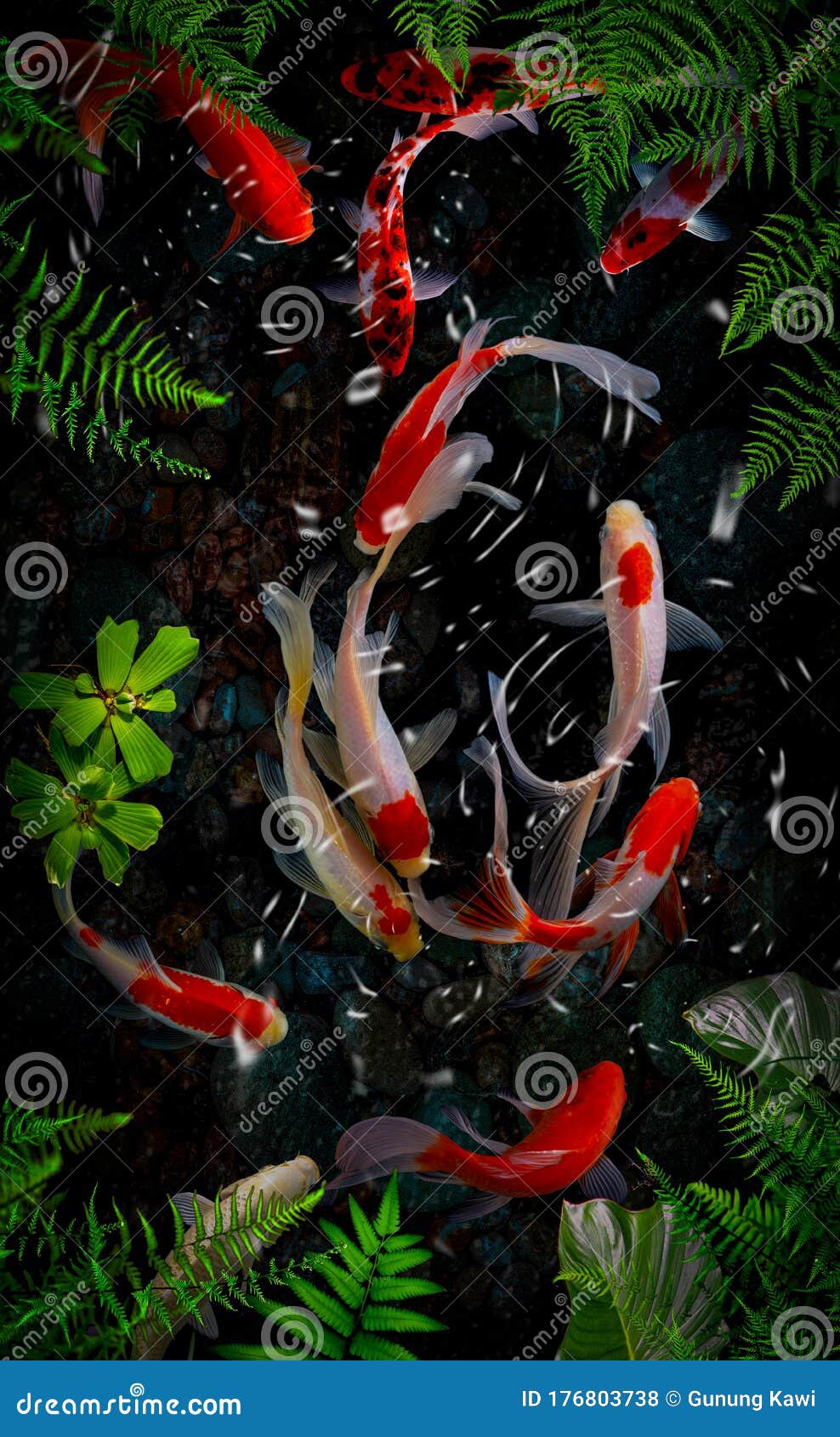 Koi Fish Backgrounds & Fish Live Wallpapers Free - APK Download for Android  | Aptoide