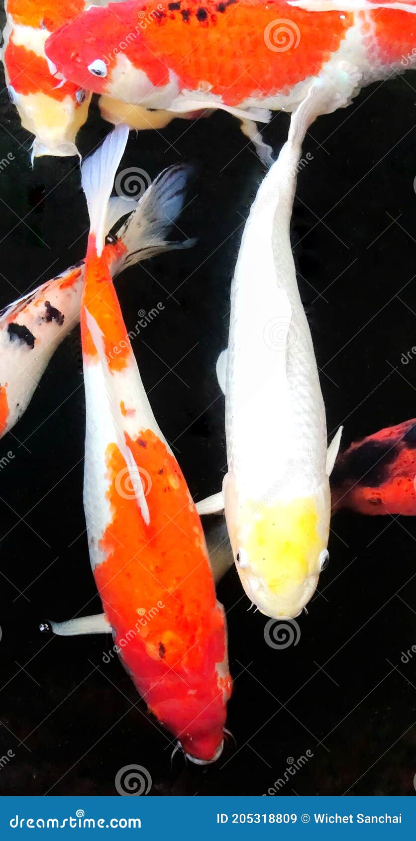 Koi Fish Swimming in a Black Bottom Pond. Stock Image Image of bottom