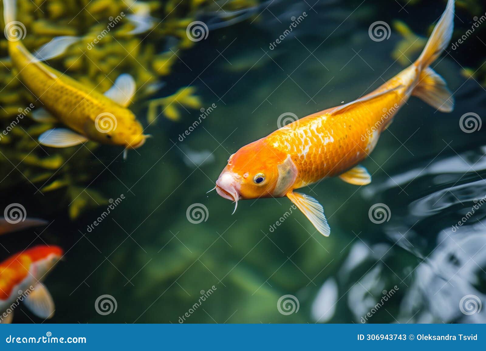 Koi Fish Swimming, Colorful Decorative Fish Float in an Artificial