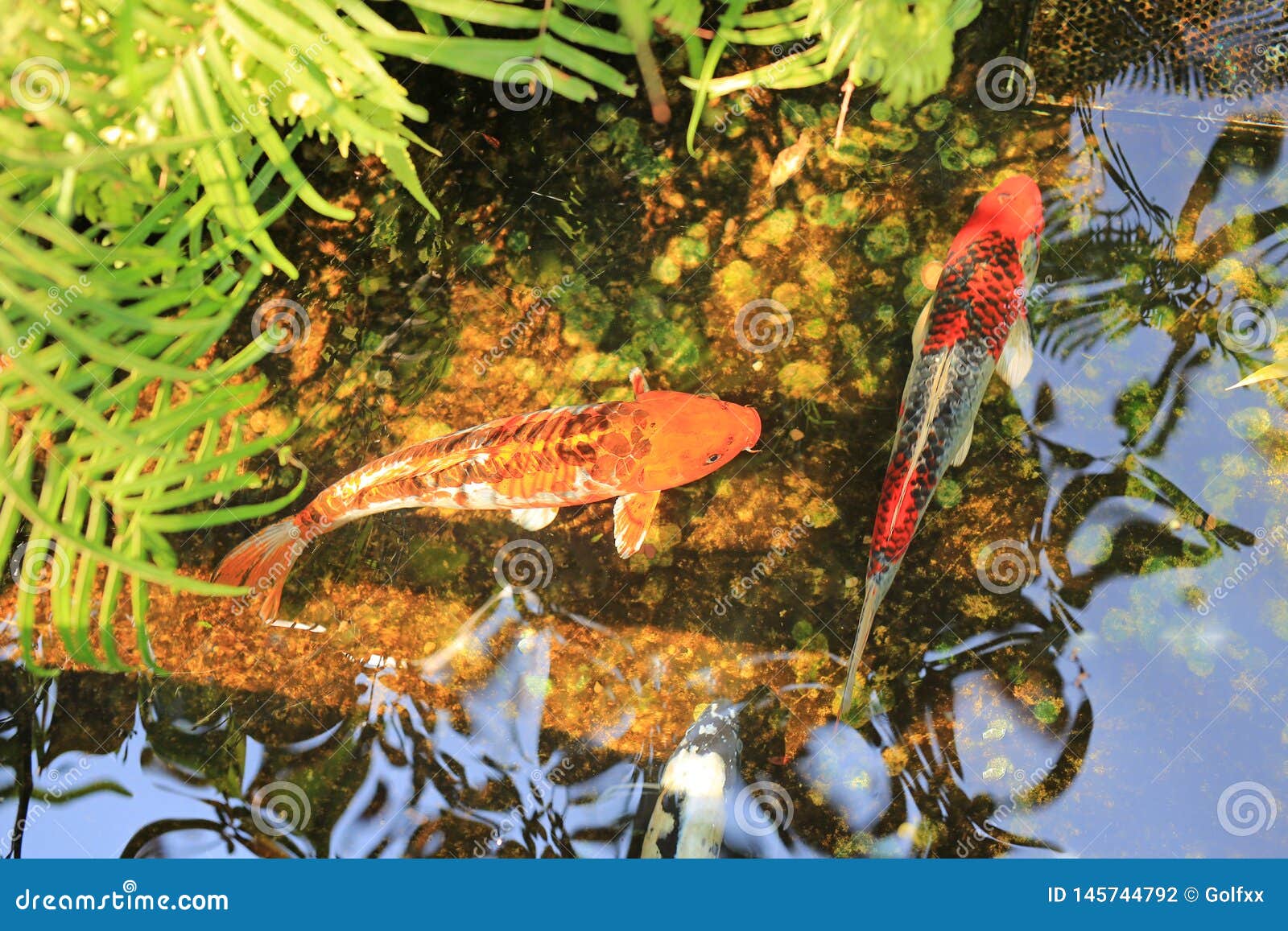 Koi fish swimming in pond stock photo. Image of color 145744792