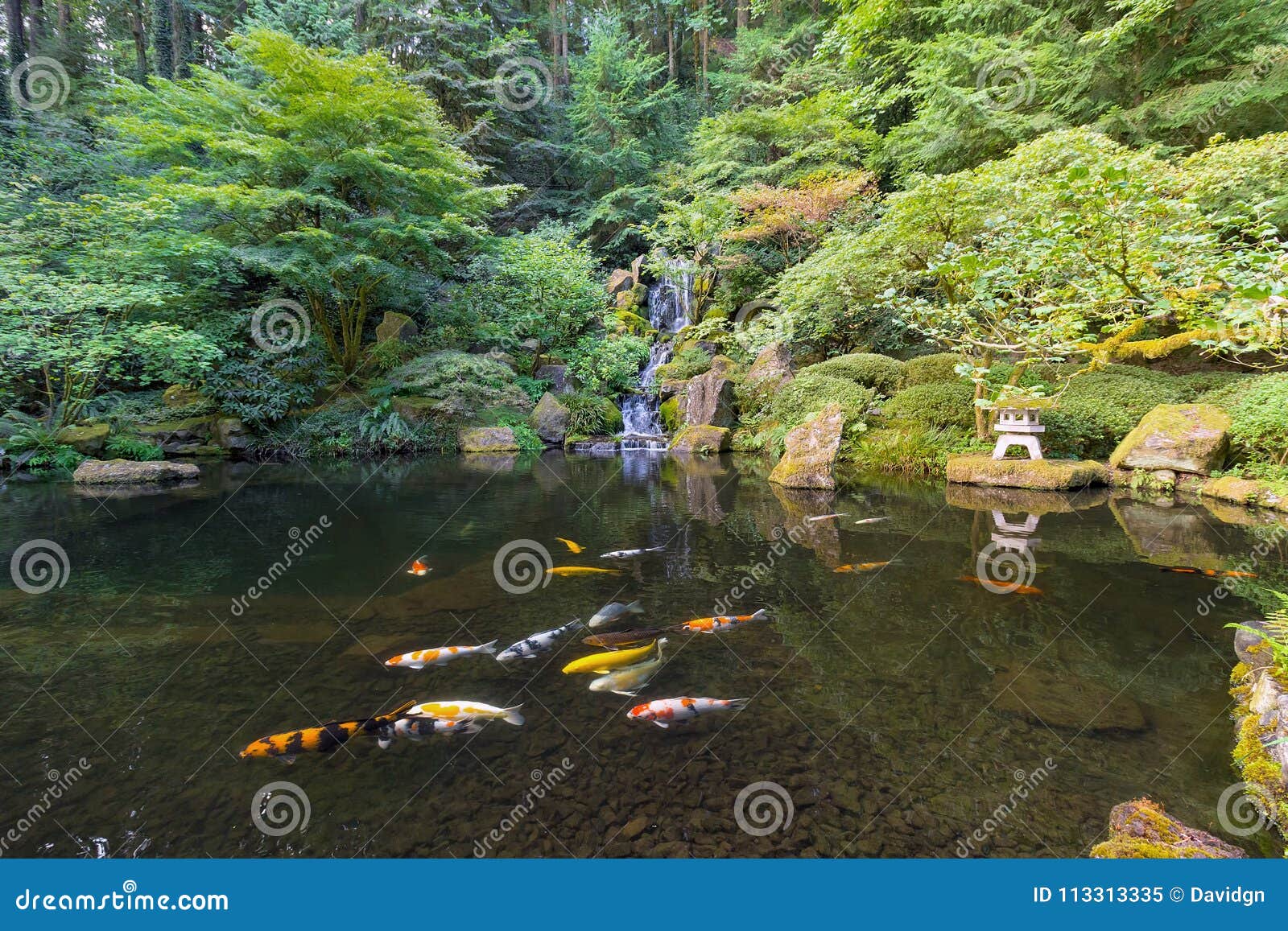 koi fish in waterfall pond at japanese garden