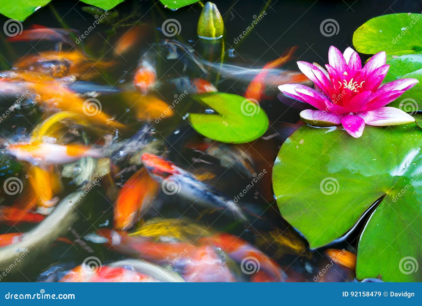 Koi Fish Swimming In The Pond With Pink Water Lily Flower Stock Image -  Image Of Floating, Water: 92158479
