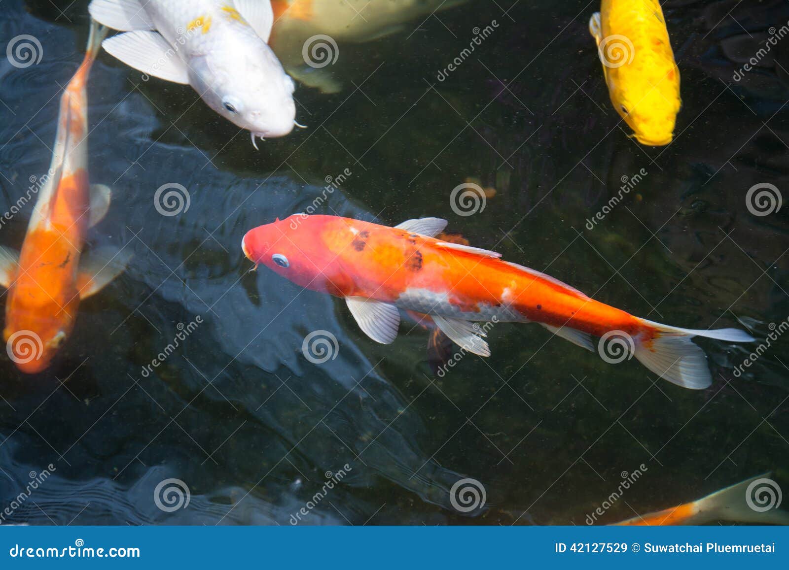 Koi Fish Swimming in the Pond Stock Image Image of goldfish, china