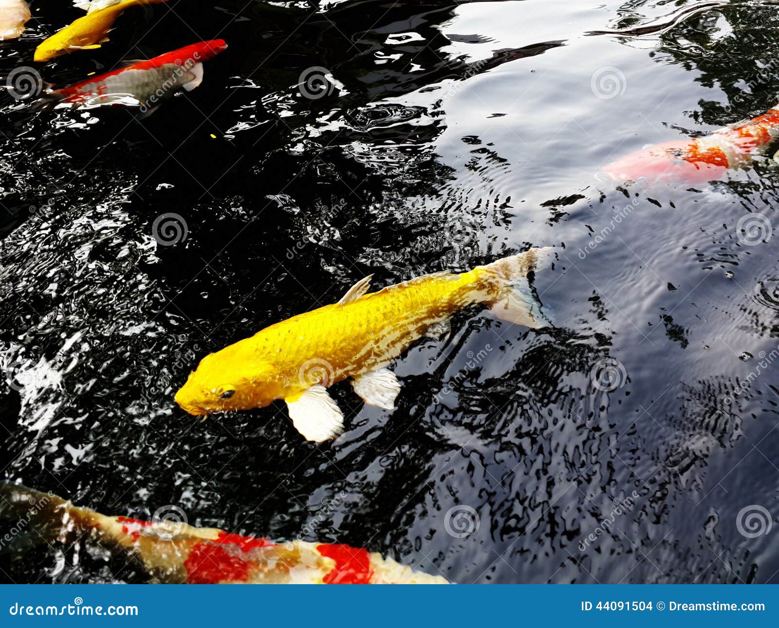 Koi Fish Symbols of Good Luck Stock Photo Image of high, angle 44091504