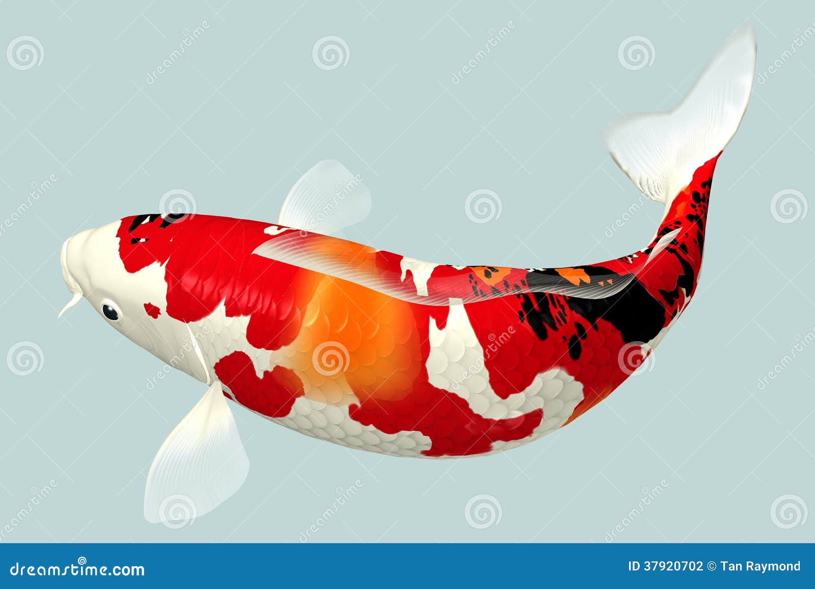 Koi Fish stock illustration. Illustration of aqua, animals - 37920702