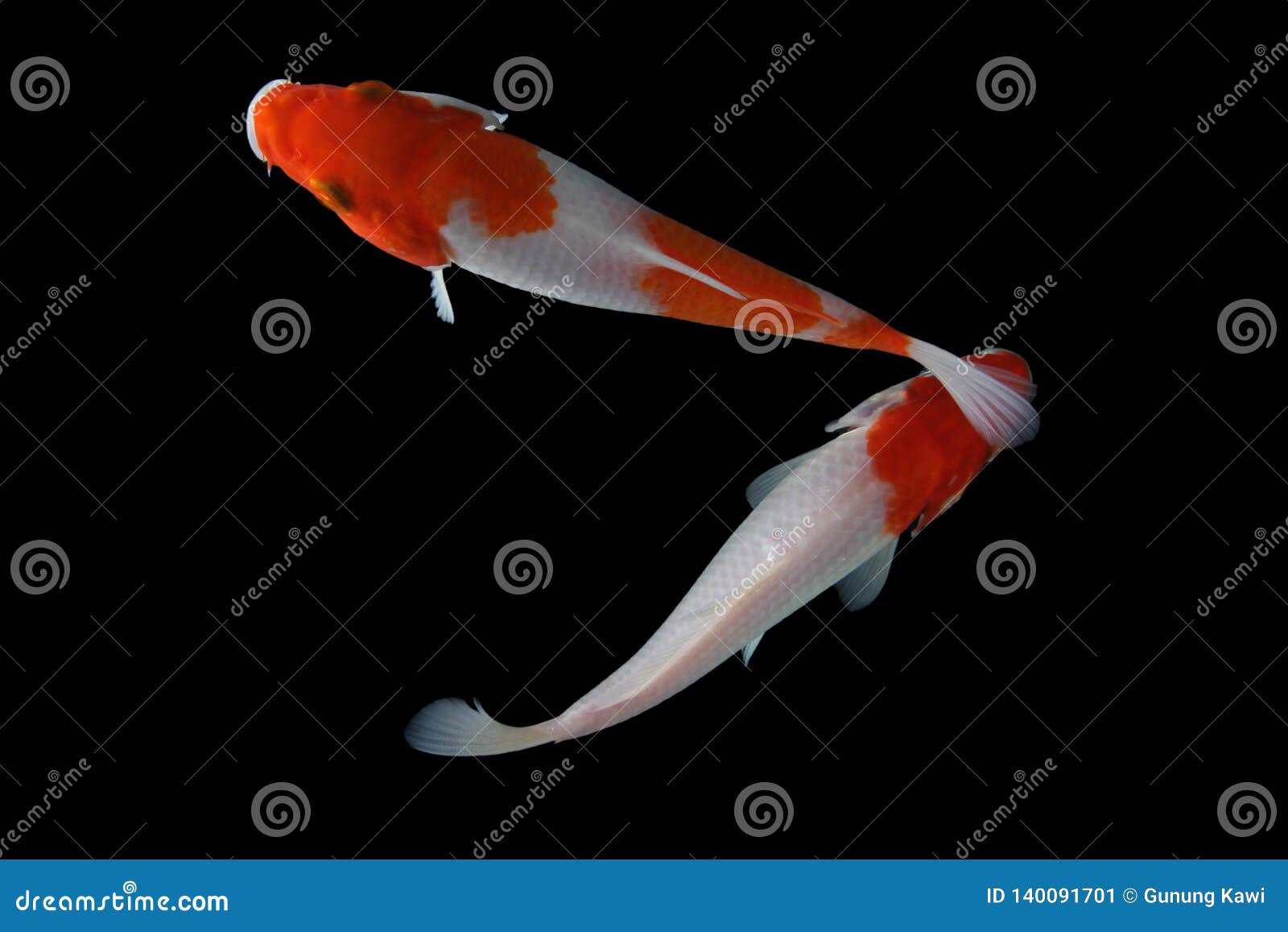 Koi fish Black background stock image. Image of goldfish