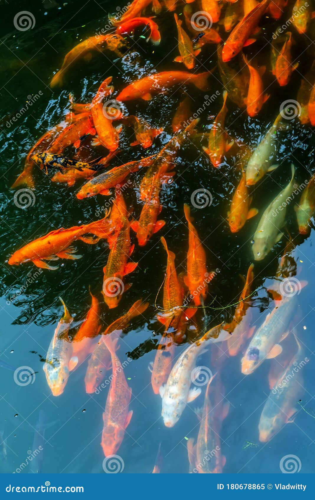 Koi Oder Karpfenfische, Die Unter Wasser in Der Draufsicht Des Teichs