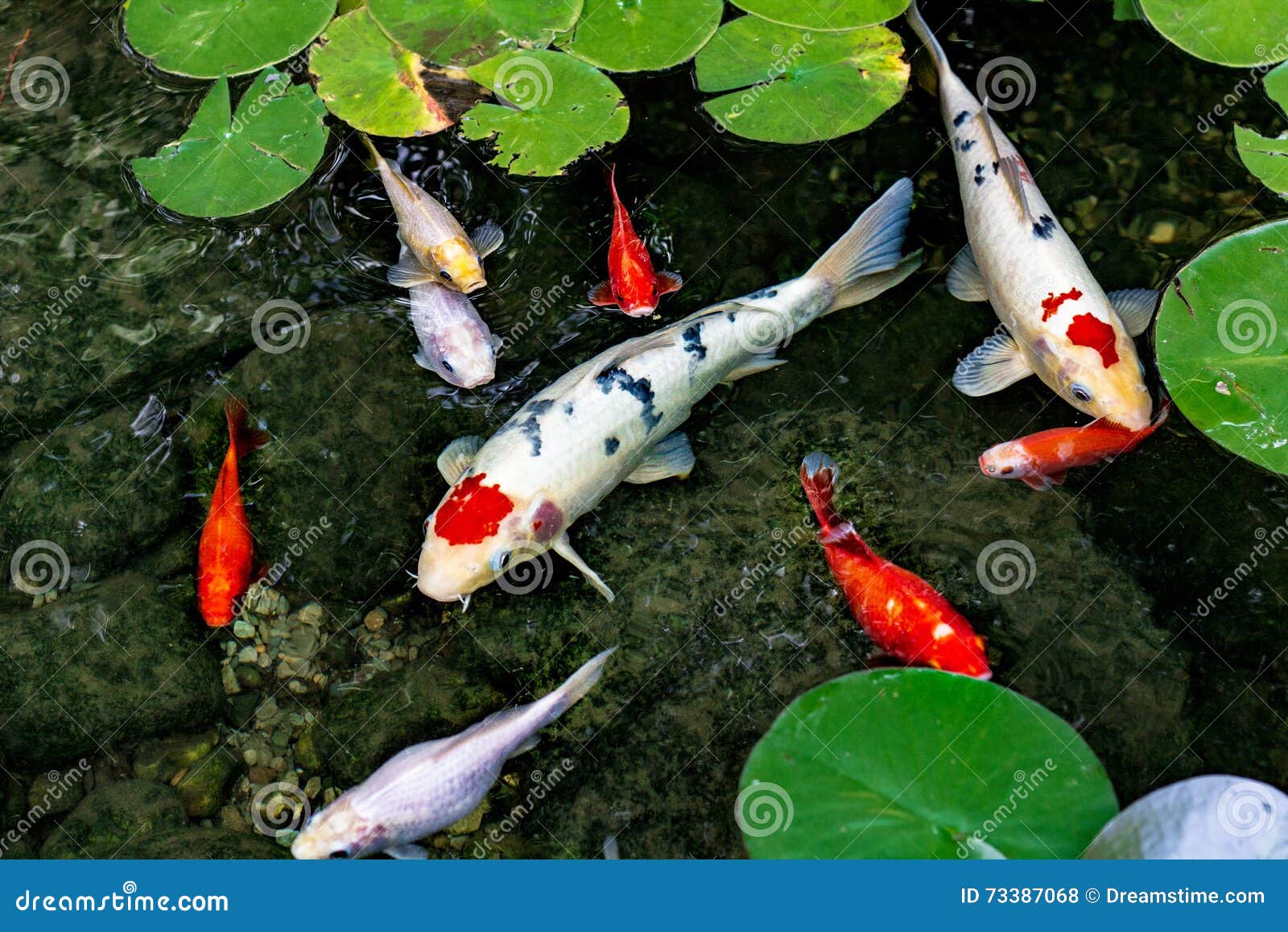 koi pond