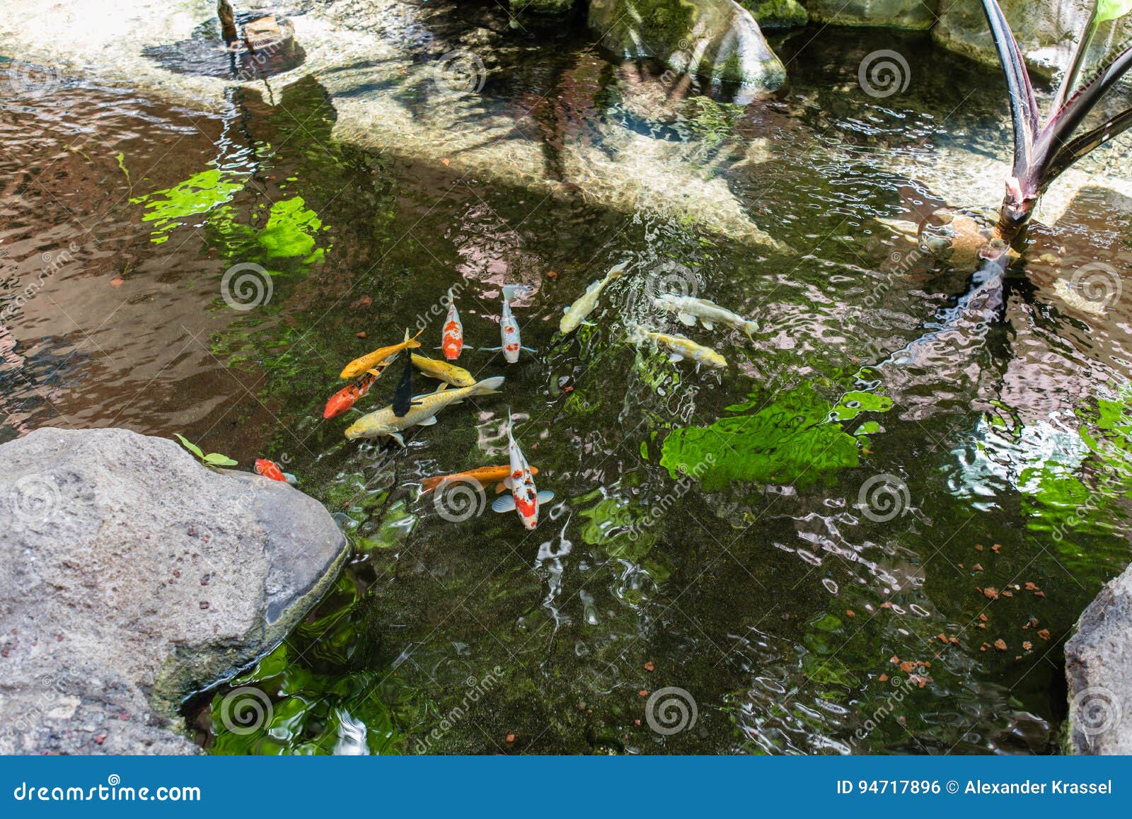Koi Pond at the Kaanapali Beach, Maui Stock Photo Image of decorative