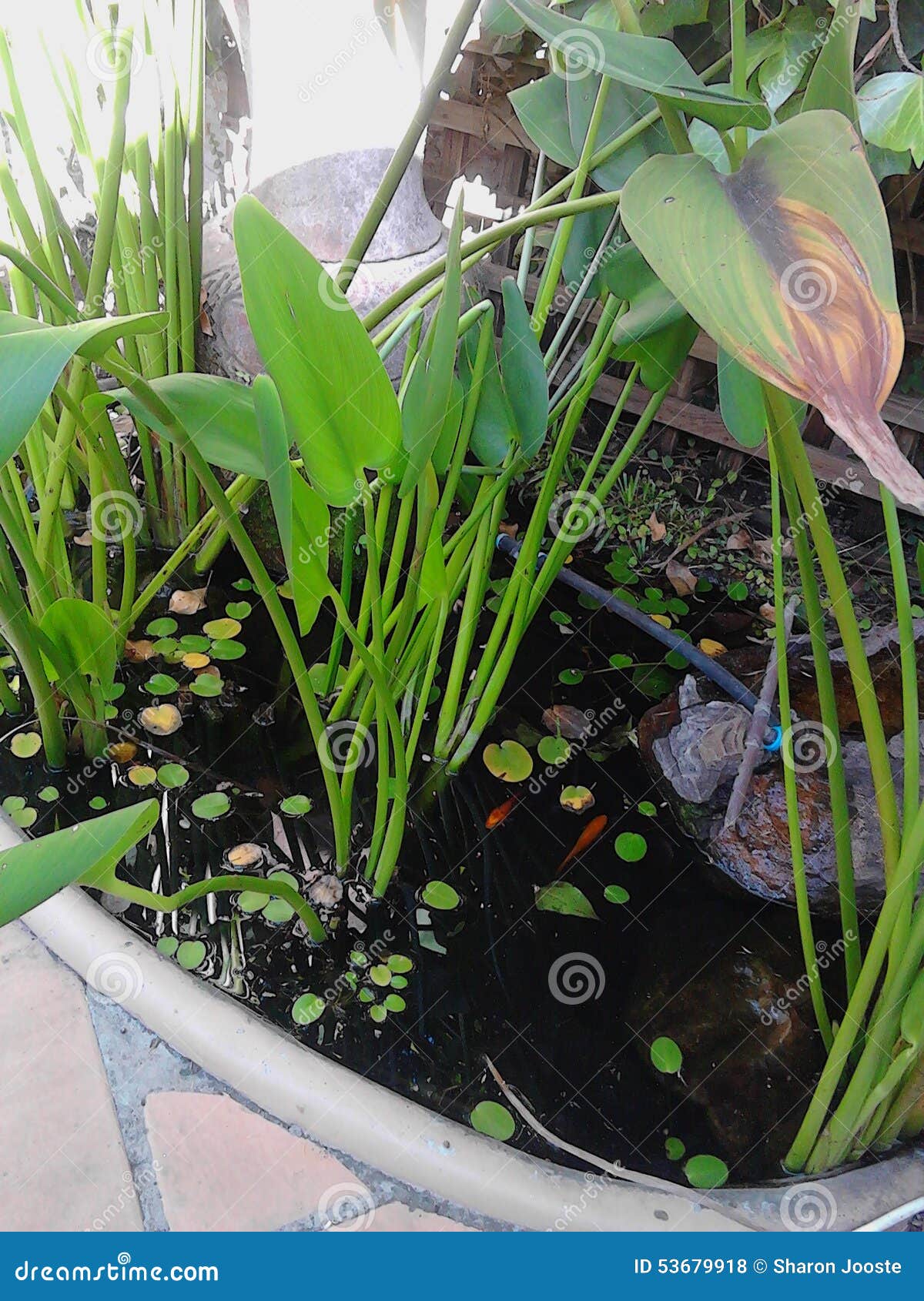 Koi pond stock photo. Image of plants, fish, pond, water 53679918
