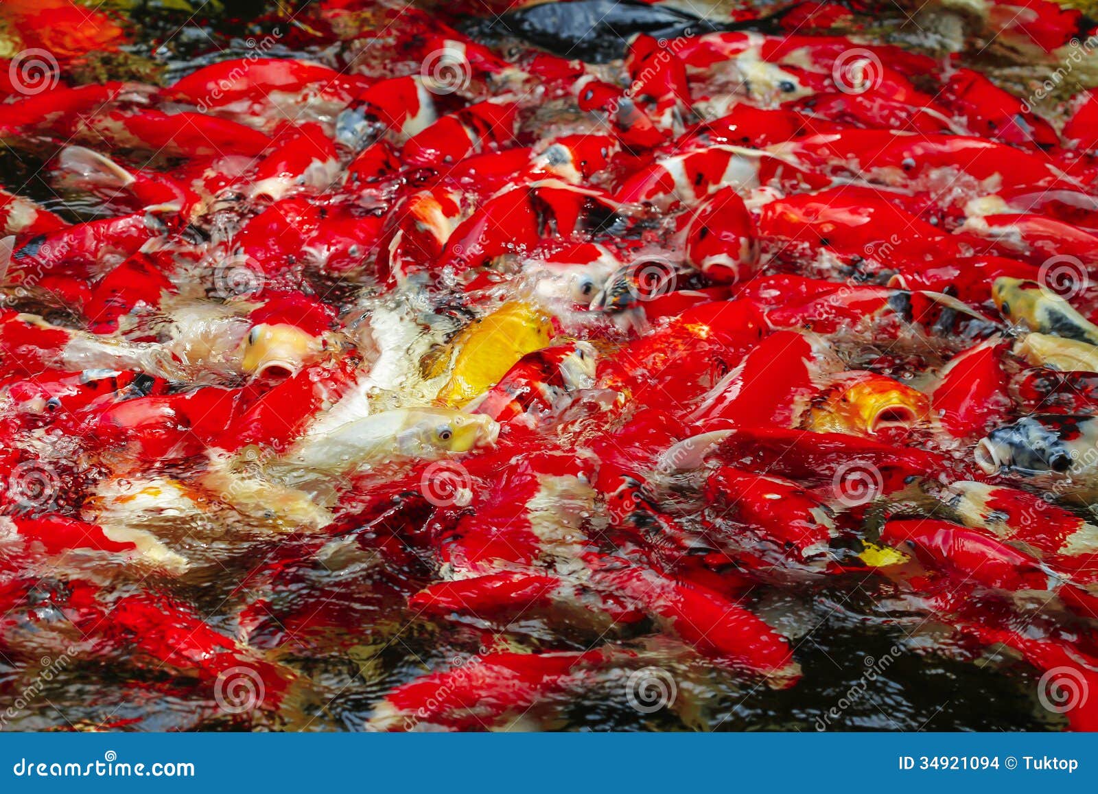 Kois carp in a pond stock photo. Image of carp, landscaped 34921094