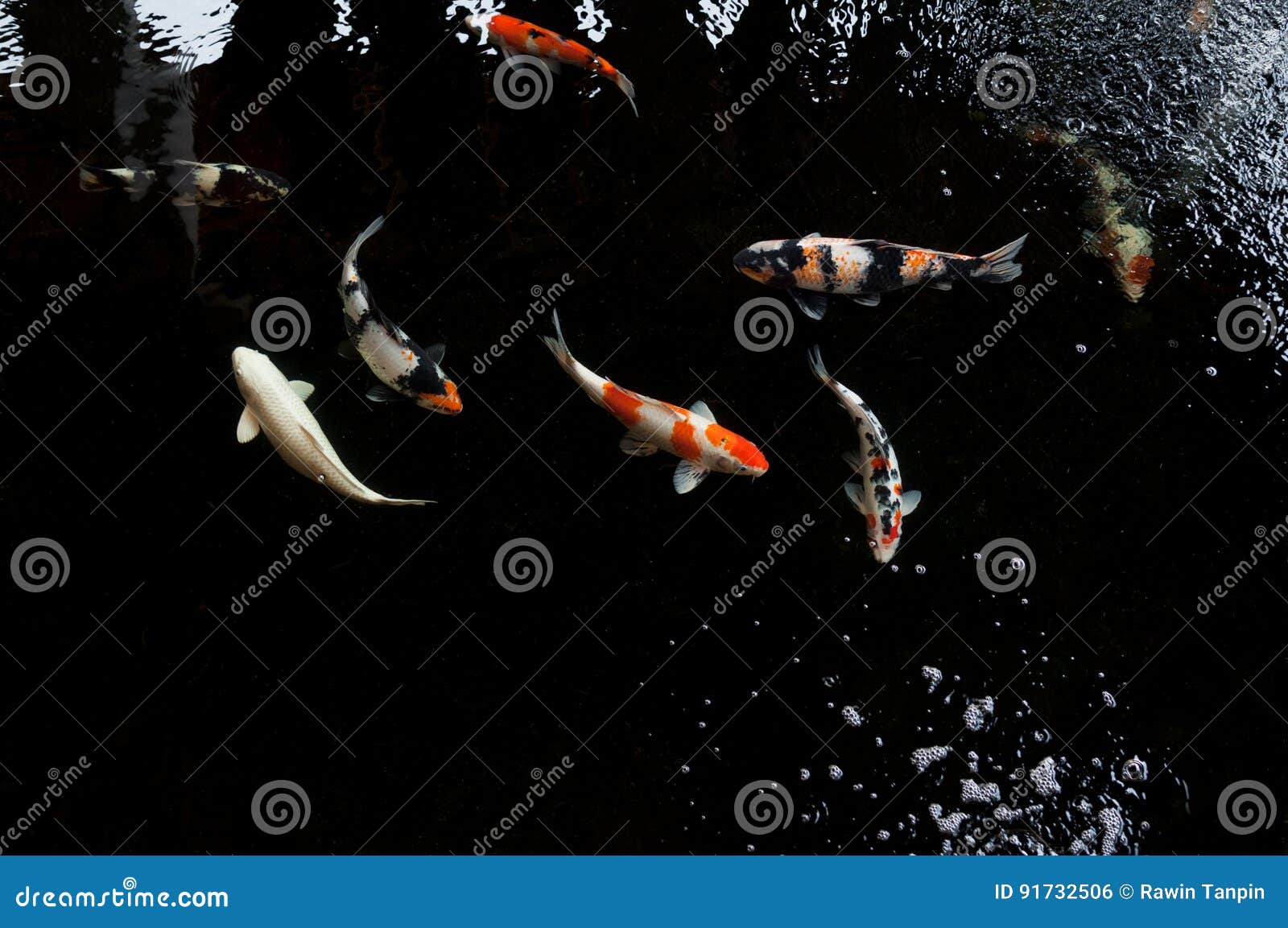 Koi游泳在水庭院里，五颜六色的koi鱼，五颜六色的日本鲤鱼鱼游泳细节在池塘