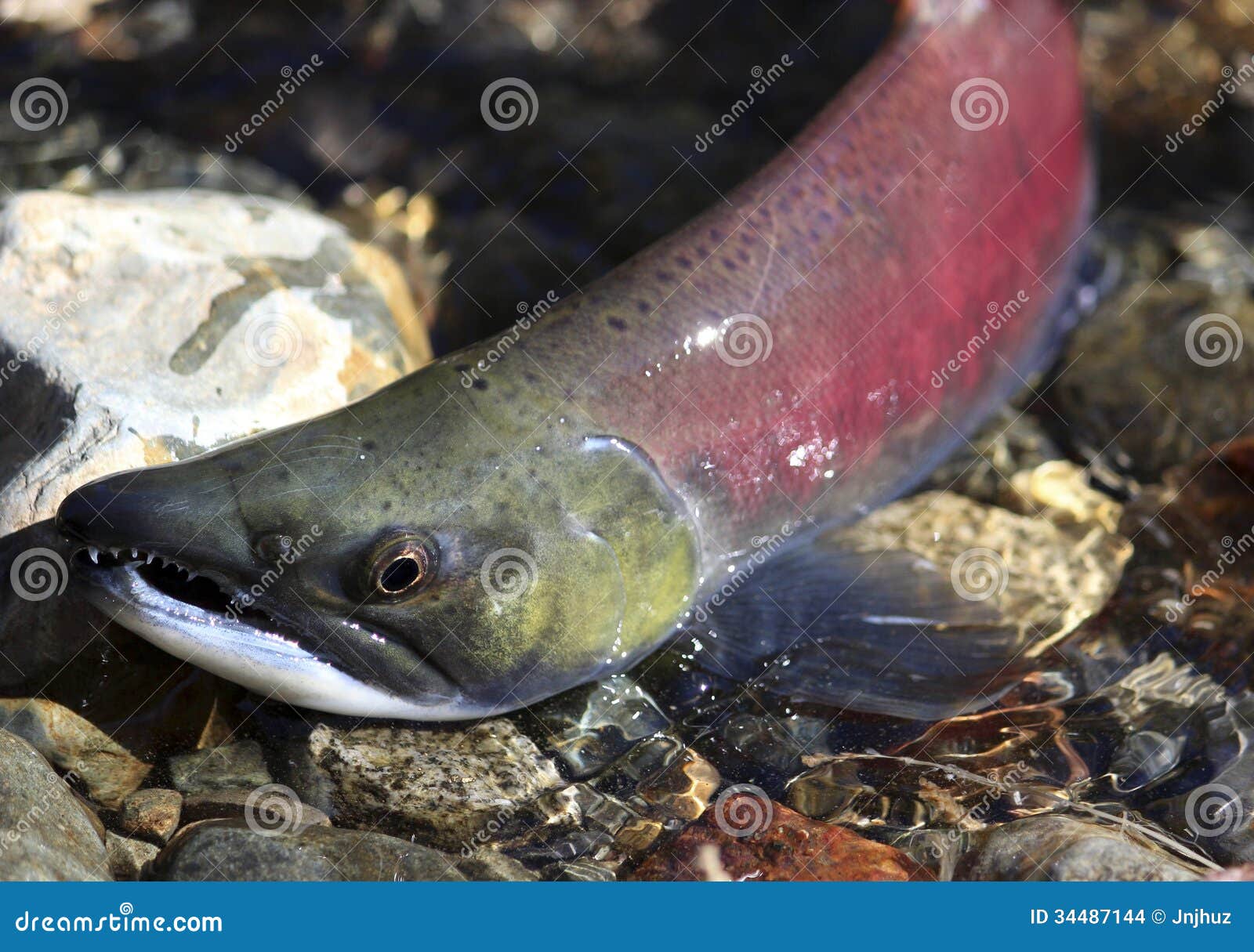 257 Kokanee Salmon Stock Photos - Free & Royalty-Free Stock Photos from  Dreamstime