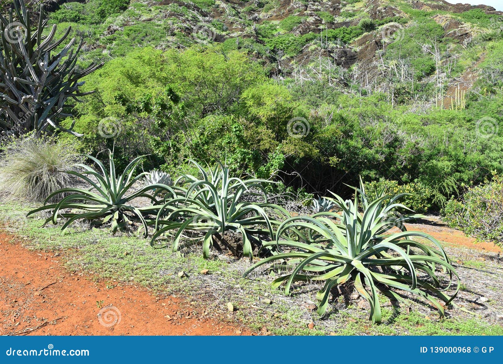 Koko Crater Botanical Garden Stock Photo Image Of Blue