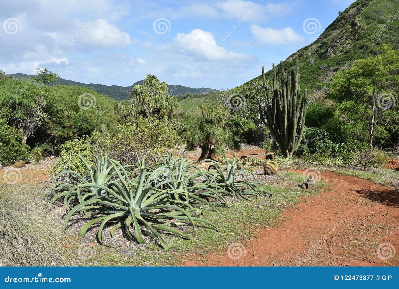 Koko Crater Botanical Garden Stock Image Image Of Green