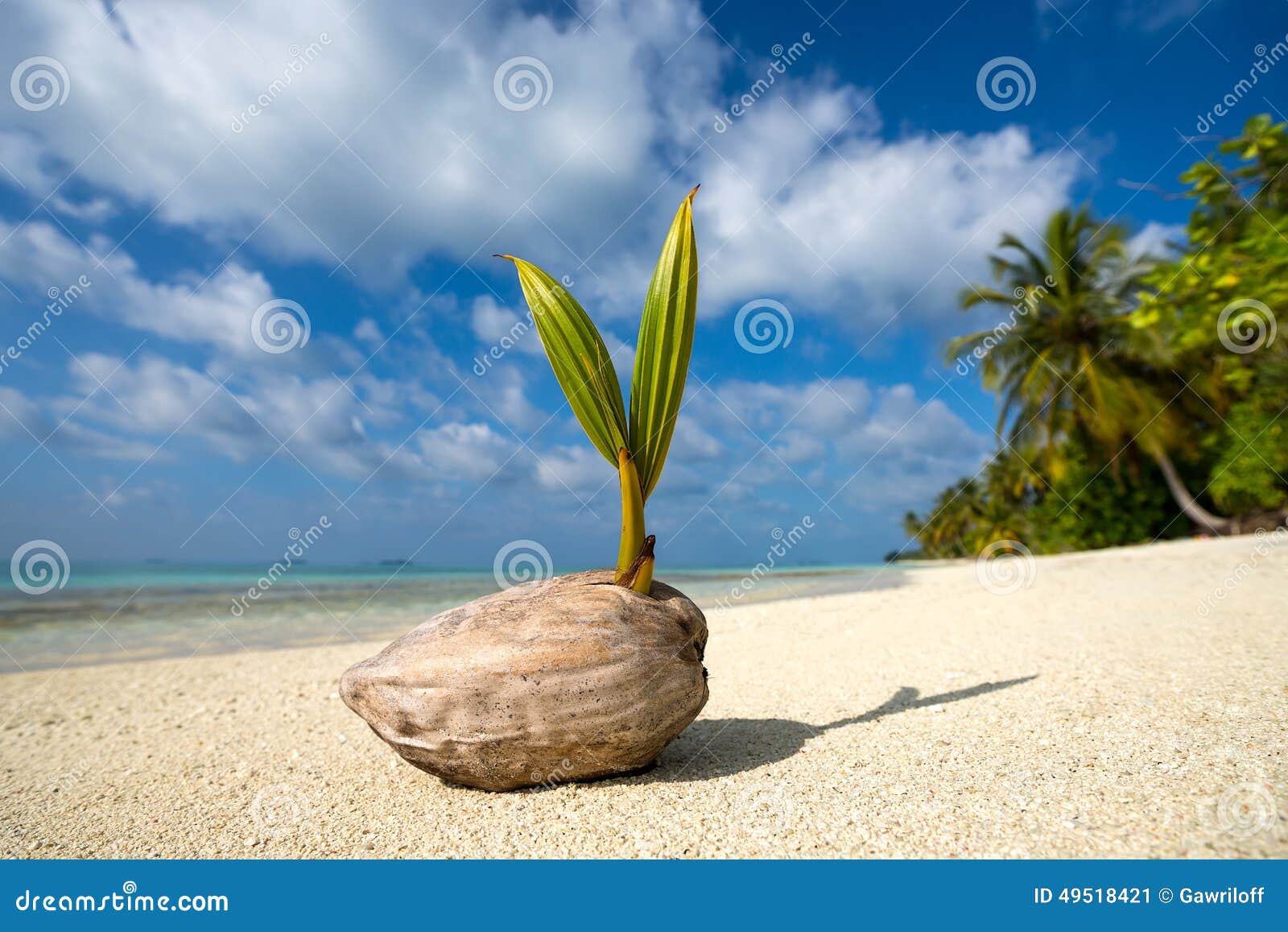 Kokosnusspalme auf dem sandigen Strand von Tropeninsel Malediven