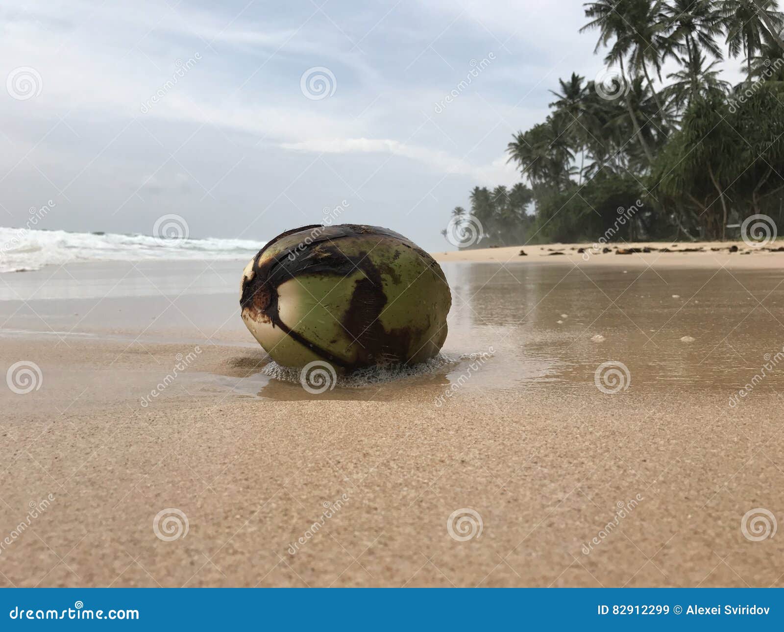 Kokosnöten tvättade sig upp vid bränningen på stranden