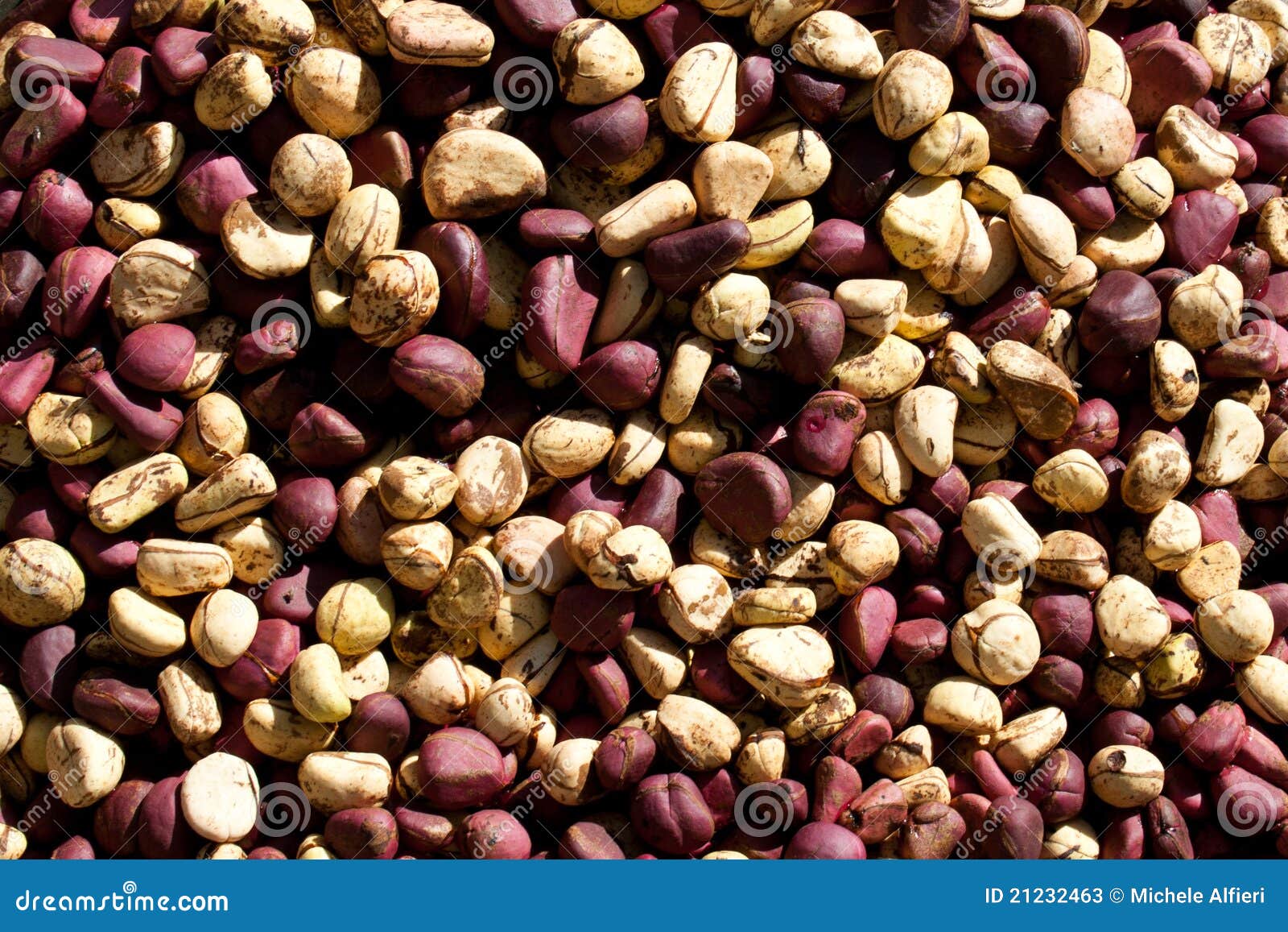 Kola Nut (Cola). stock image. Image of west, natural 21232463