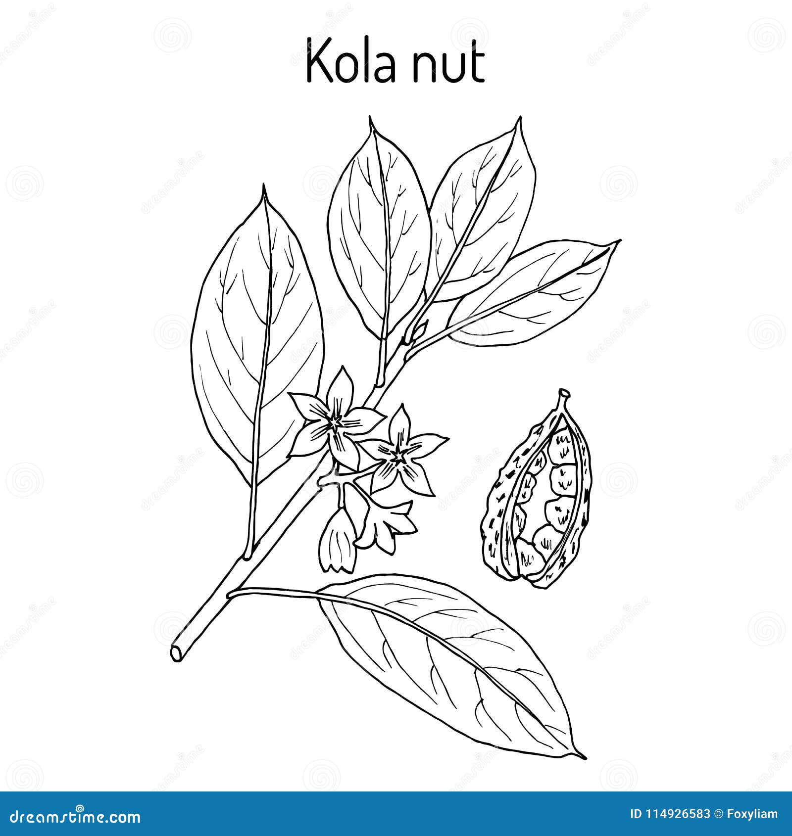 kola nut ola acuminata , medicinal plant