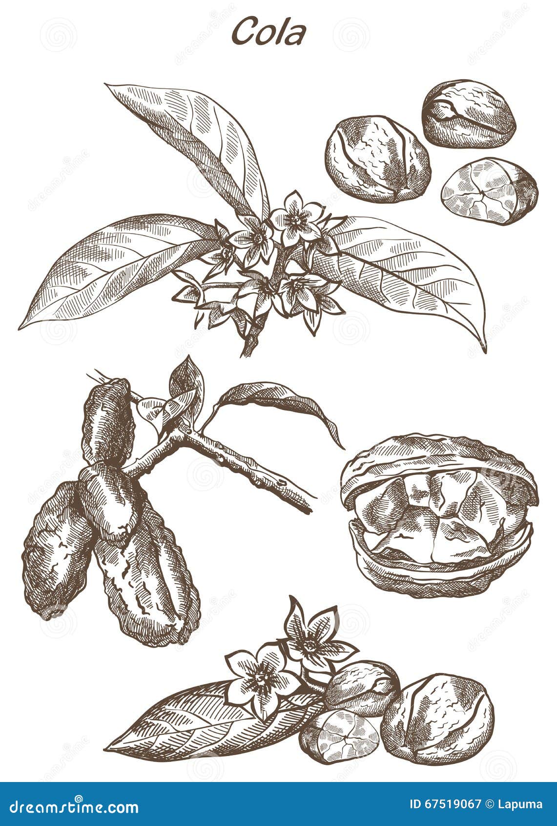 Kola nut set of sketches stock vector. Illustration of nutrient 67519067