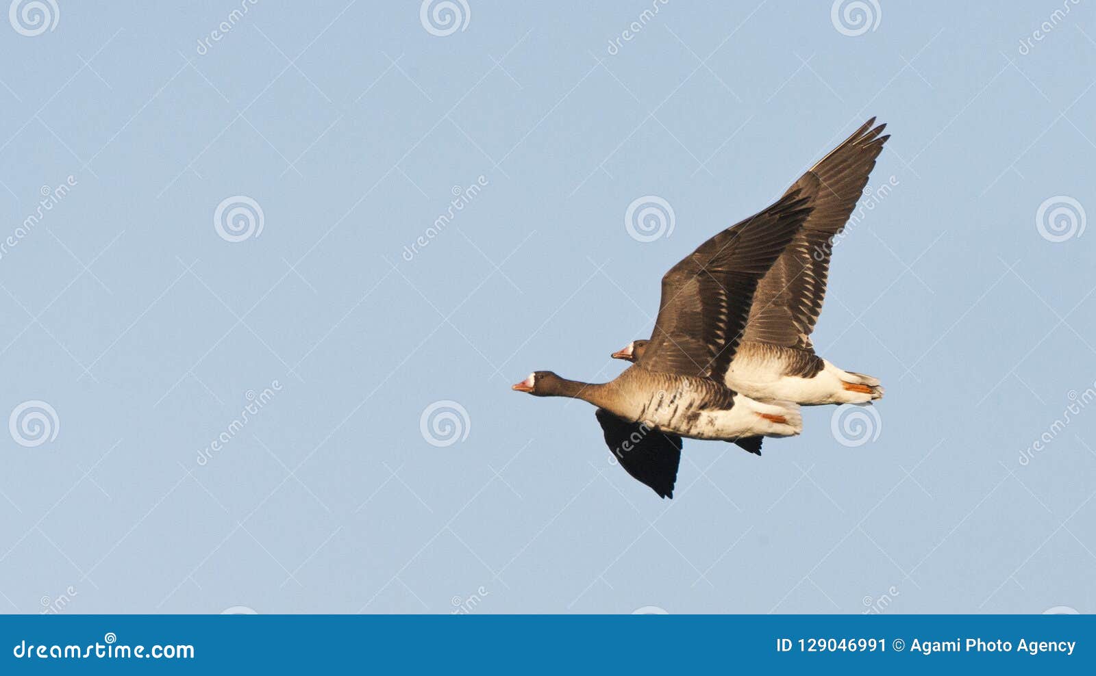 kolgans, white-fronted goose, anser albifrons