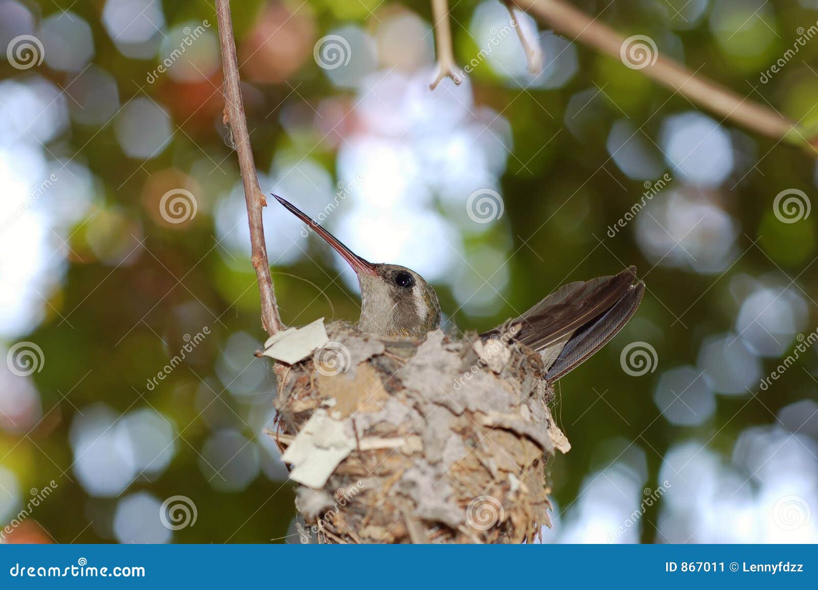 Natürliches Kolibri-Nest Aus Schilf - Atmungsaktiv Für Garten & Balkon